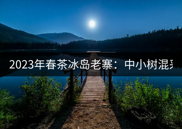2023年春茶冰島老寨：中小樹混采2500-3000元／公斤，大樹：7000-8000元／公斤，古樹混采：28000-36000元／公斤