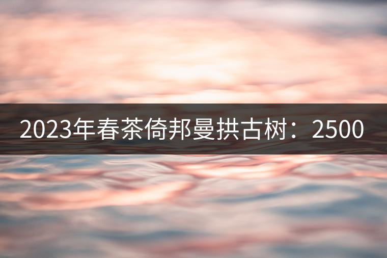 2023年春茶倚邦曼拱古樹：2500-3000元／公斤，貓耳朵6000元／公斤