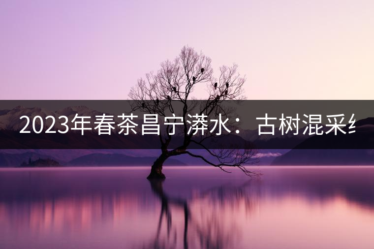 2023年春茶昌寧漭水：古樹混采純料480-600元／公斤，大樹360-420元／公斤，臺地260-300元／公斤，古樹單株均價880-1200元／公斤。