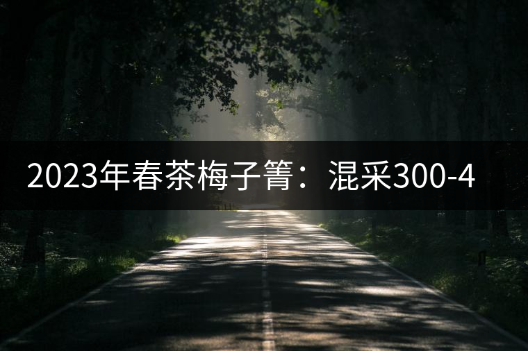 2023年春茶梅子箐：混采300-400元／公斤，挑采600元／公斤