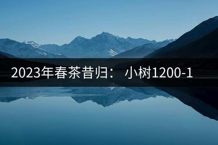2023年春茶昔歸： 小樹1200-1600元／公斤，大樹4500-5200元／公斤，古樹7500-9000元／公斤.