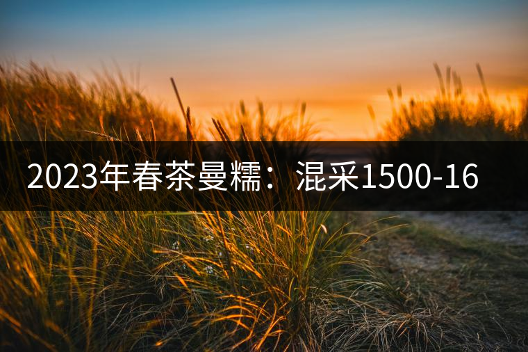 2023年春茶曼糯：混采1500-1600元／公斤，挑采2000-2400元／公斤