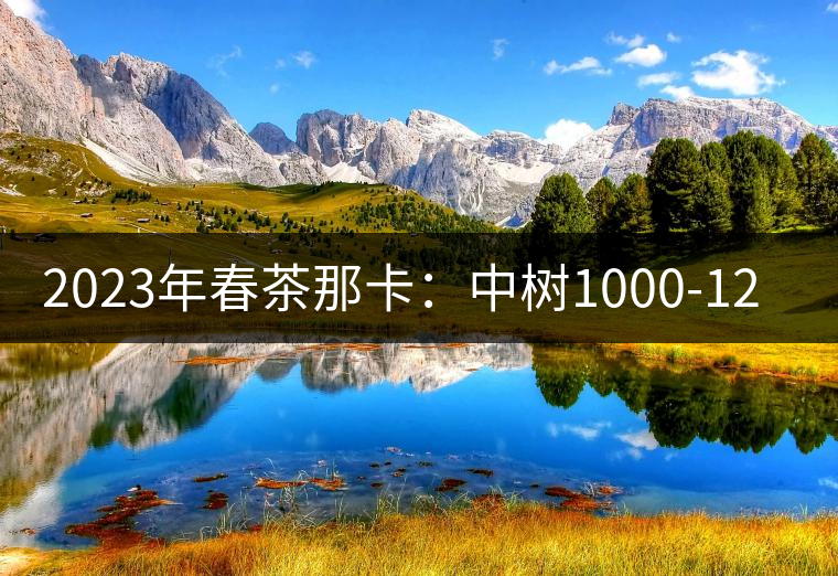 2023年春茶那卡：中樹1000-1200元／公斤，古樹：2000-2400元／公斤
