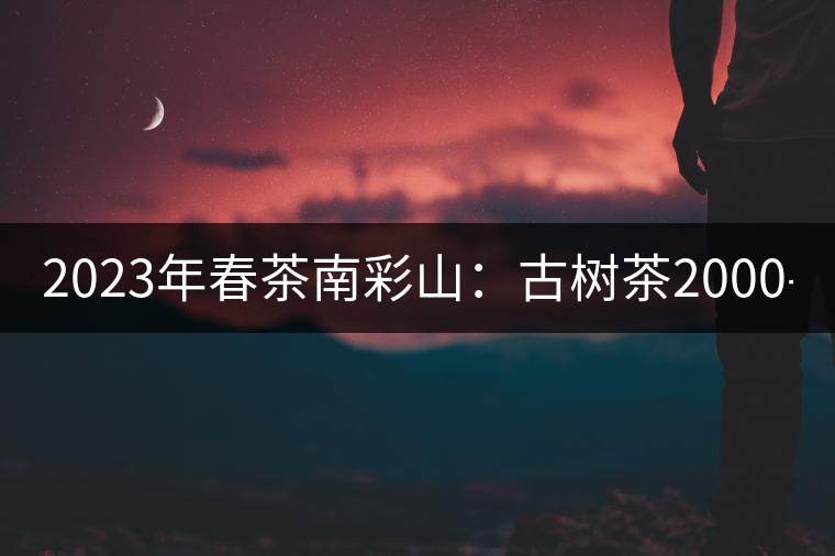 2023年春茶南彩山：古樹茶2000-2200元／公斤，大樹混采1200-1500元／公斤。
