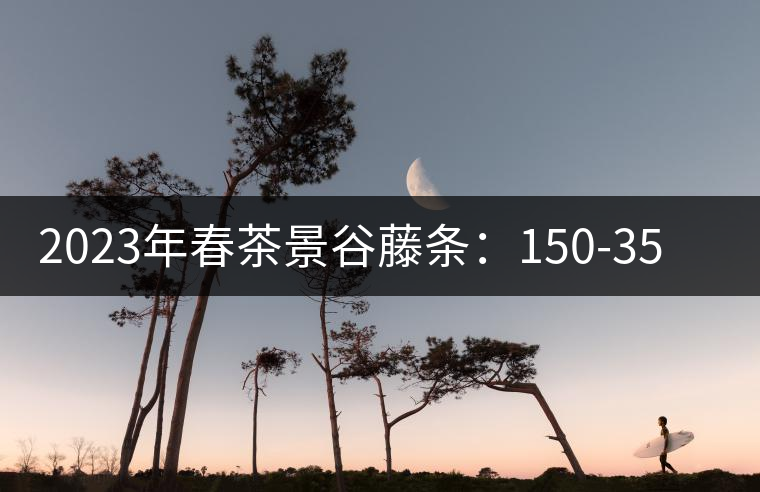 2023年春茶景谷藤條：150-350元／公斤