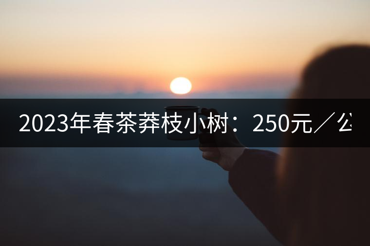 2023年春茶莽枝小樹：250元／公斤， 古樹：1000-1200元／公斤