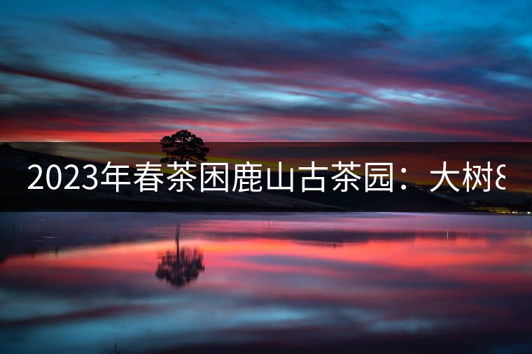 2023年春茶困鹿山古茶園：大樹8000-12000元／公斤，周邊小樹200-300元／公斤