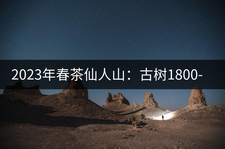 2023年春茶仙人山：古樹(shù)1800-2500元／公斤，老曼峨：小樹(shù)：600元／公斤 1600-1800元／公斤