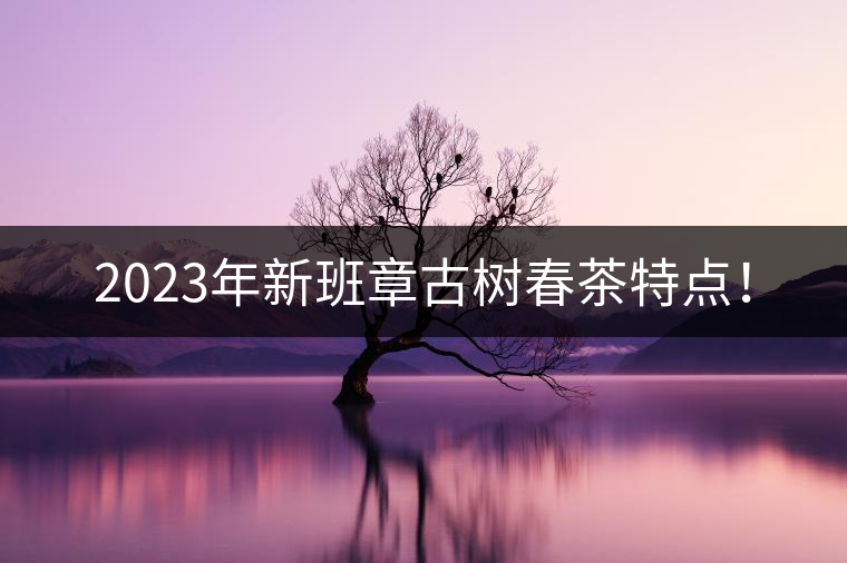 2023年新班章古樹春茶特點！