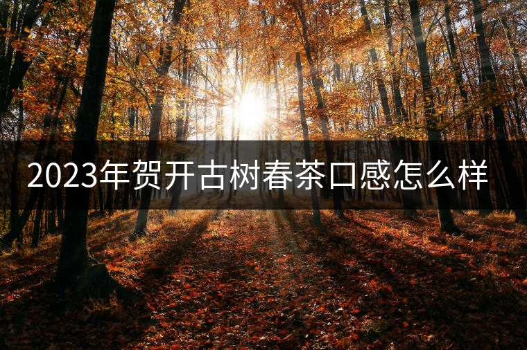 2023年賀開古樹春茶口感怎么樣？