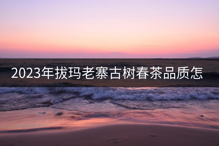 2023年拔瑪老寨古樹春茶品質(zhì)怎么樣？