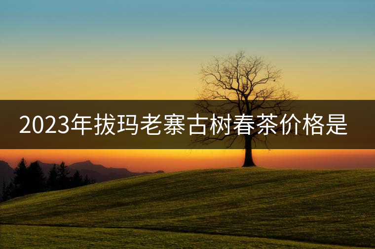 2023年拔瑪老寨古樹春茶價格是多少？