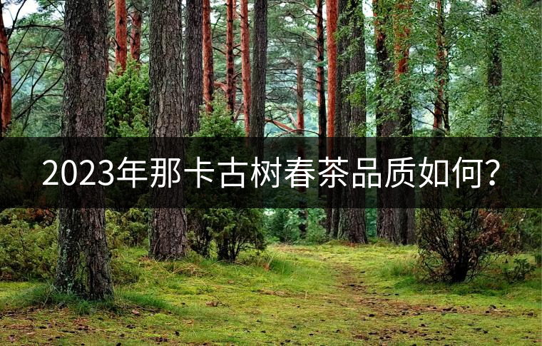 2023年那卡古樹(shù)春茶品質(zhì)如何？