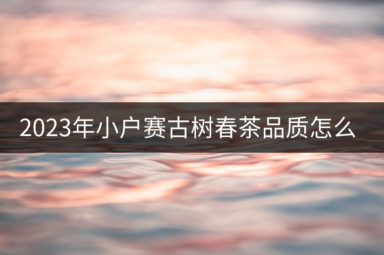 2023年小戶賽古樹春茶品質(zhì)怎么樣？