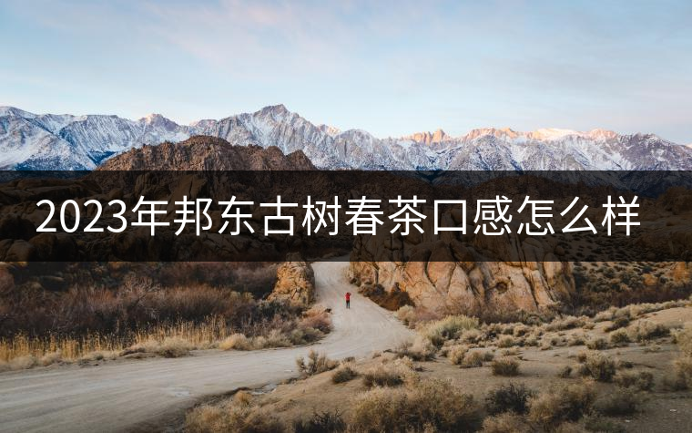 2023年邦東古樹春茶口感怎么樣？