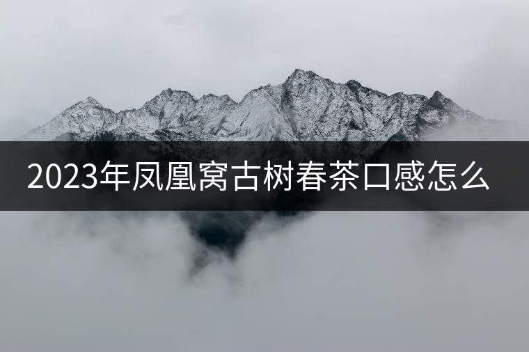 2023年鳳凰窩古樹春茶口感怎么樣？