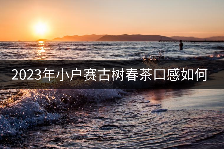 2023年小戶賽古樹春茶口感如何？