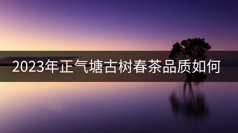 2023年正氣塘古樹(shù)春茶品質(zhì)如何？