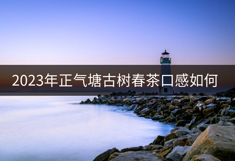 2023年正氣塘古樹春茶口感如何？