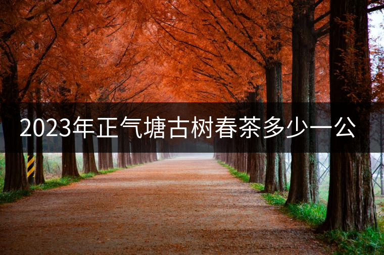 2023年正氣塘古樹春茶多少一公斤？