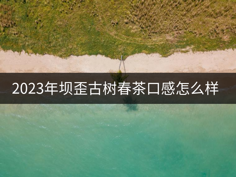 2023年壩歪古樹春茶口感怎么樣？