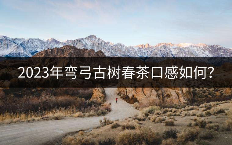 2023年彎弓古樹(shù)春茶口感如何？