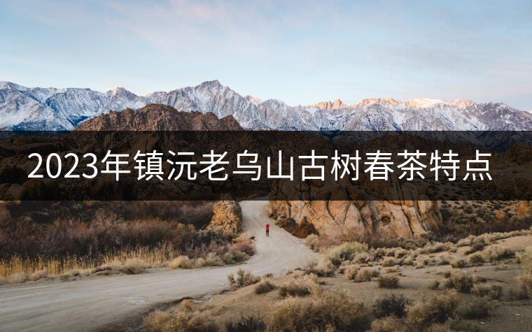 2023年鎮(zhèn)沅老烏山古樹春茶特點(diǎn)是什么？