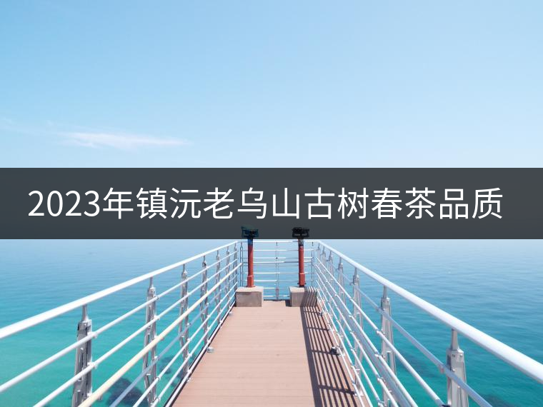 2023年鎮(zhèn)沅老烏山古樹春茶品質(zhì)如何？
