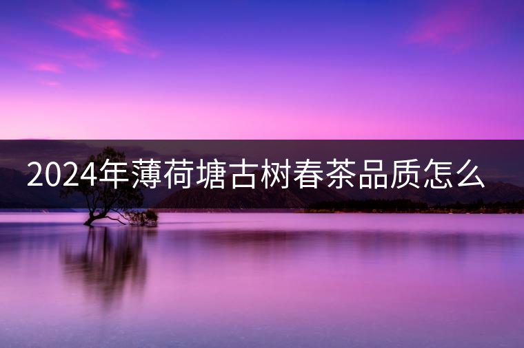 2024年薄荷塘古樹春茶品質(zhì)怎么樣？