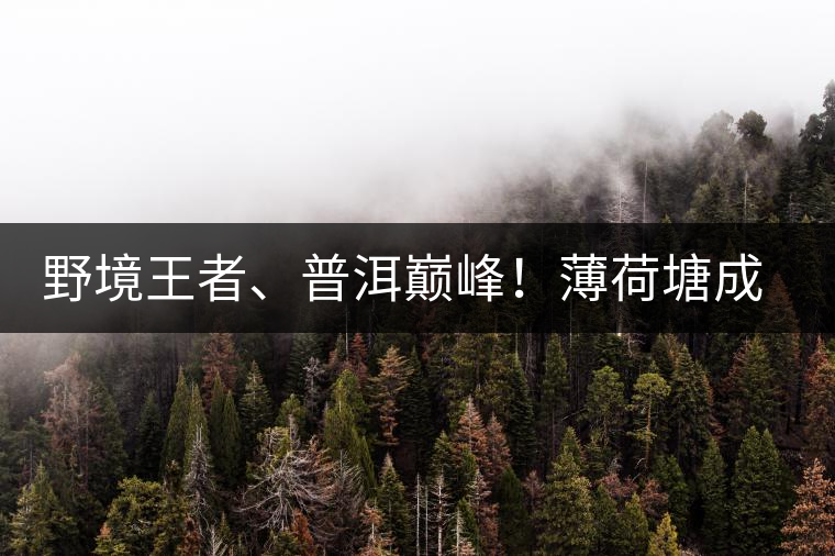 野境王者、普洱巔峰！薄荷塘成為普洱無冕之王的十大原因