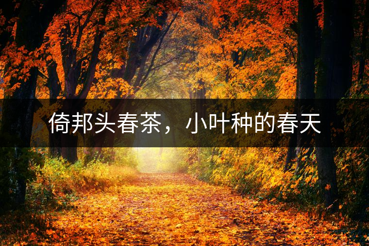 倚邦頭春茶，小葉種的春天