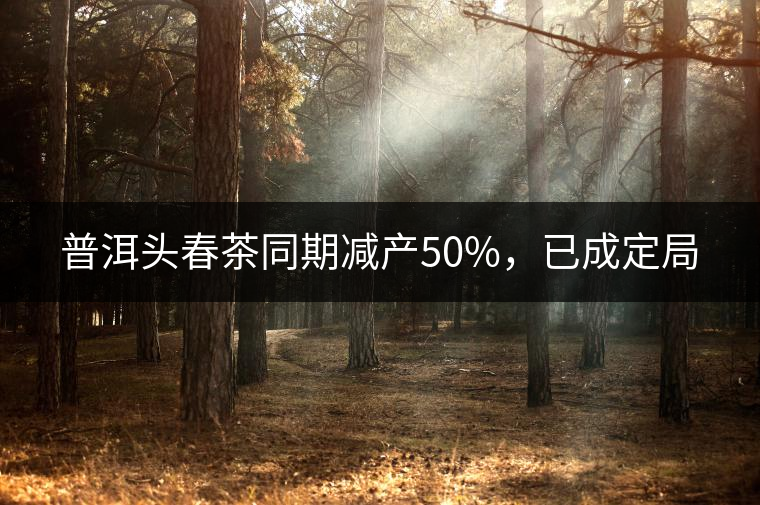 普洱頭春茶同期減產(chǎn)50%，已成定局