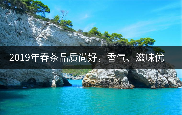 2019年春茶品質(zhì)尚好，香氣、滋味優(yōu)于去年