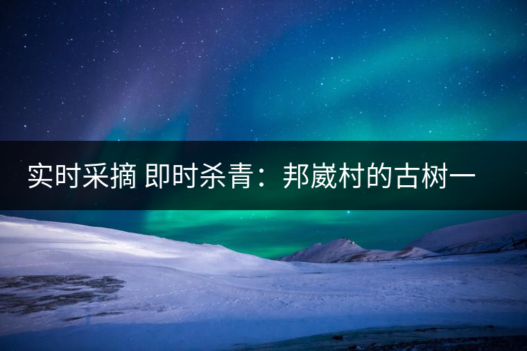實(shí)時(shí)采摘 即時(shí)殺青：邦崴村的古樹一般都比較高大，我今年爬到10米高的樹梢上拍茶農(nóng)采茶，一顆完整的古樹頭春茶的采摘需要6-7個(gè)婦女花半個(gè)小時(shí)共同完成，鮮葉才下來以后要及時(shí)殺青，才能保證茶葉后期的鮮爽感。