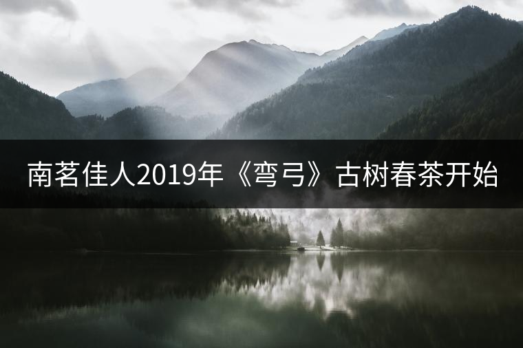 南茗佳人2019年《彎弓》古樹(shù)春茶開(kāi)始預(yù)售啦！