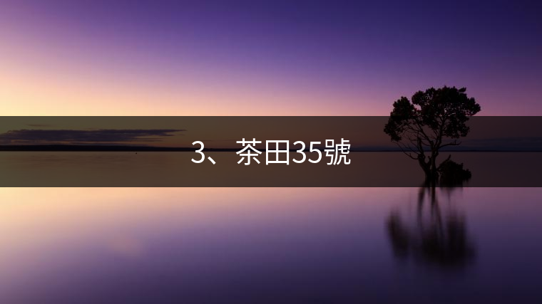 3、茶田35號(hào)