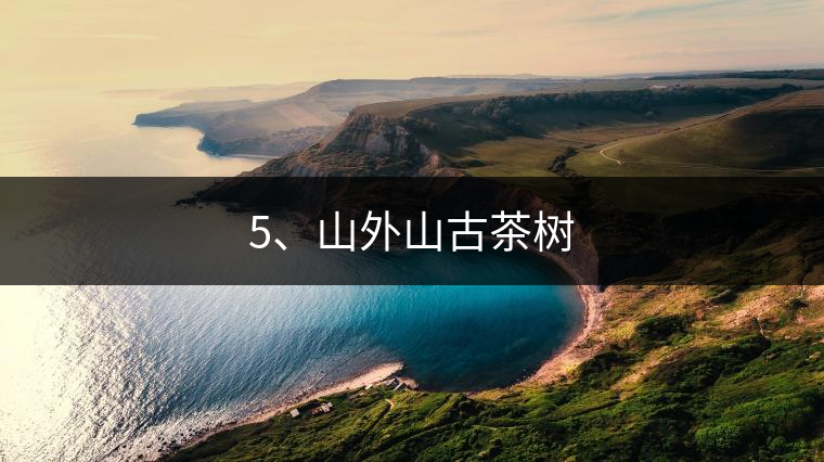 5、山外山古茶樹