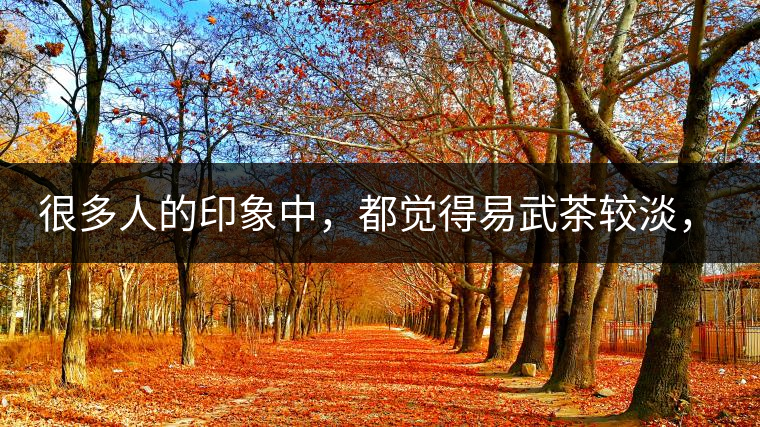 很多人的印象中，都覺得易武茶較淡，但存放幾年后，再喝又覺得茶味茶氣變濃了。我們就這個問題，考察了易武古茶山，和走訪了當?shù)夭柁r。我們發(fā)現(xiàn)這跟易武古樹茶的茶質和茶農制茶的傳統(tǒng)工藝有關。