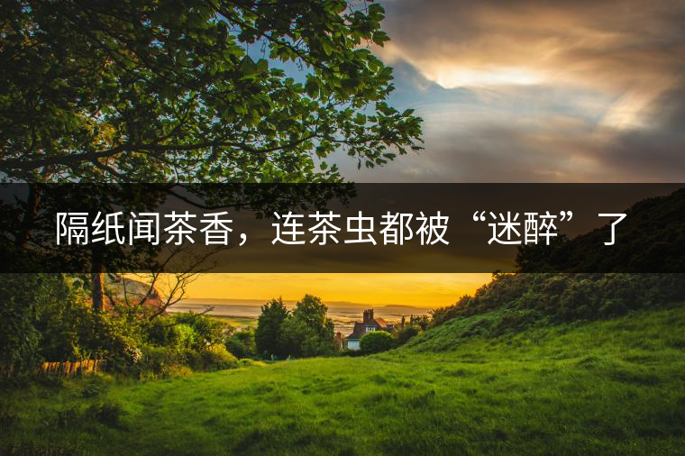 隔紙聞茶香，連茶蟲(chóng)都被“迷醉”了