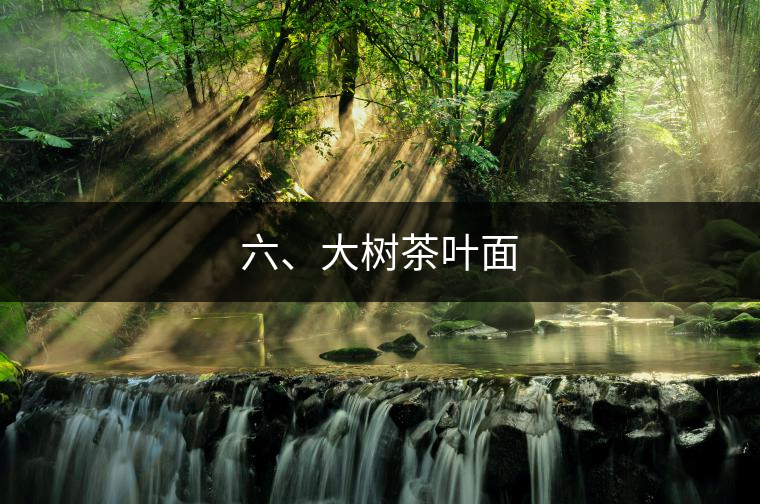 六、大樹茶葉面
