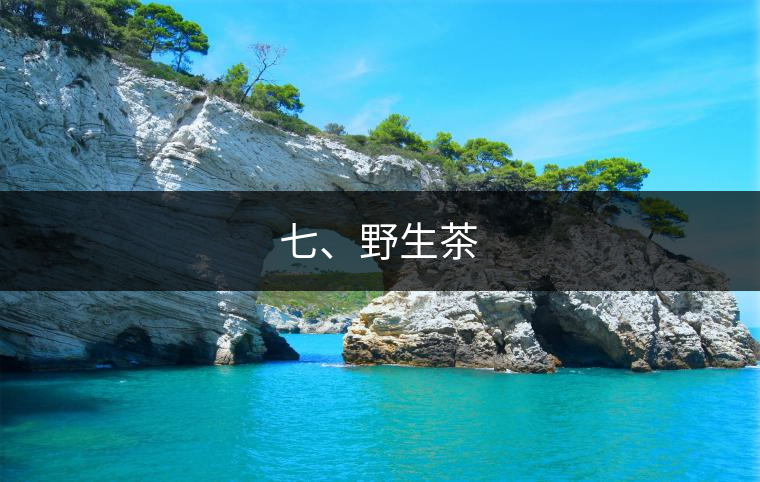 七、野生茶