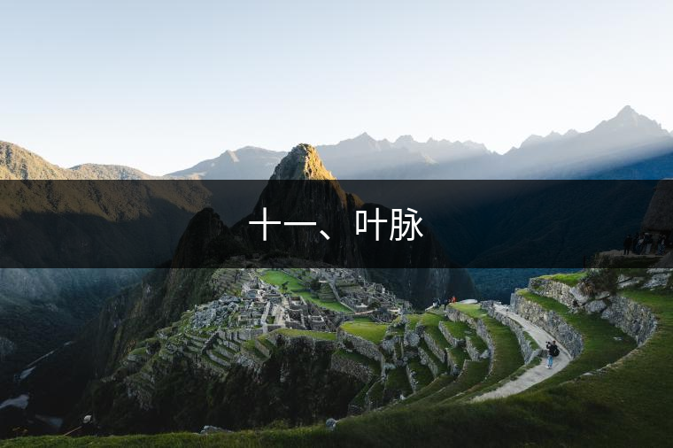 十一、葉脈