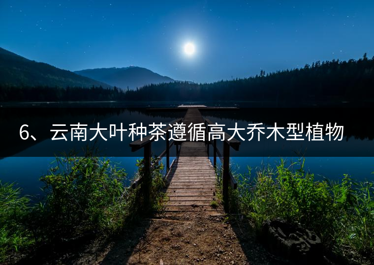 6、云南大葉種茶遵循高大喬木型植物的普遍規(guī)律。