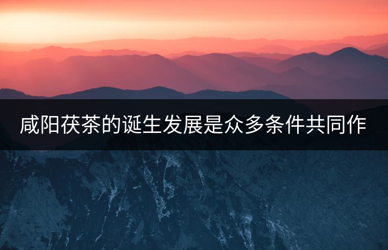 咸陽茯茶的誕生發(fā)展是眾多條件共同作用的結(jié)果。