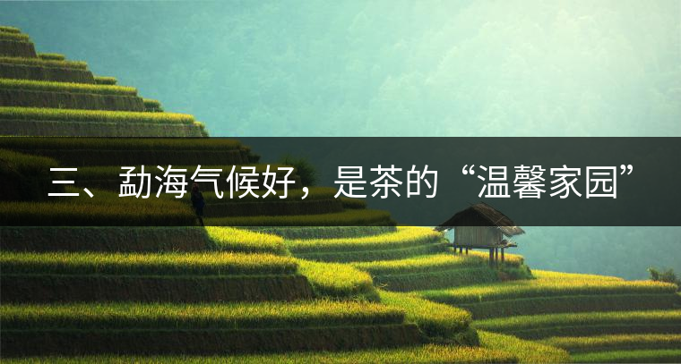 三、勐海氣候好，是茶的“溫馨家園”