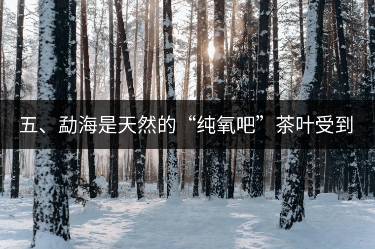 五、勐海是天然的“純氧吧”茶葉受到很好的潤澤