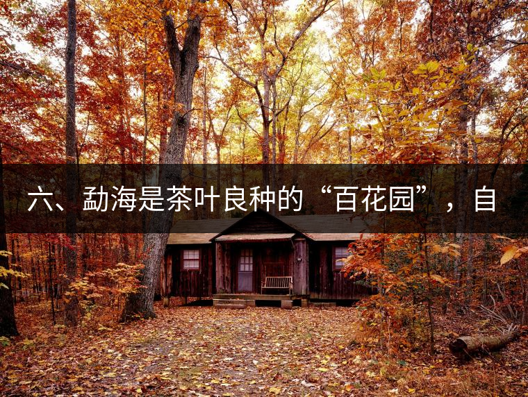 六、勐海是茶葉良種的“百花園”，自稱“第一縣”不足奇