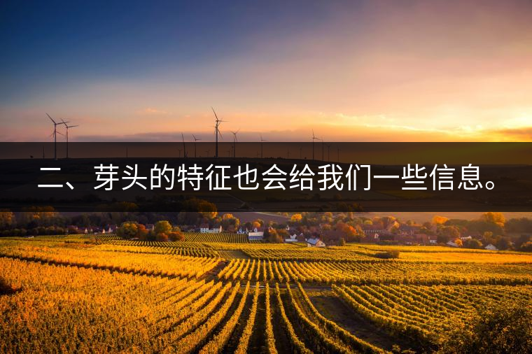 二、芽頭的特征也會給我們一些信息。