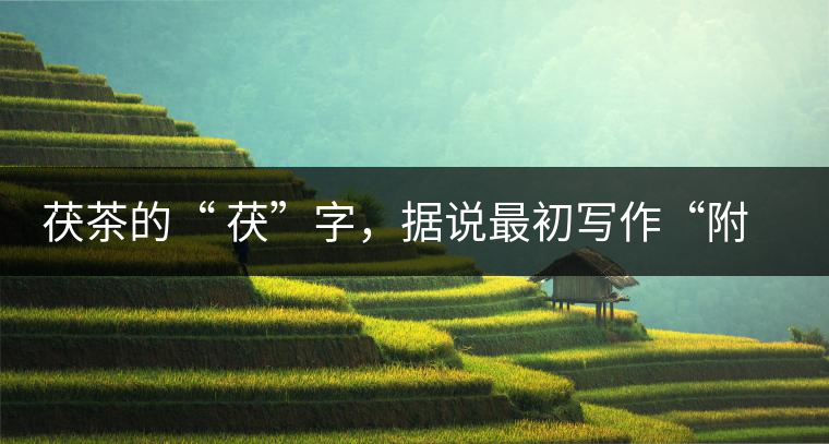 茯茶的“ 茯”字，據(jù)說最初寫作“附”，意思就是非“正”品，次等貨。茯磚茶選料多用質(zhì)地很老的茶葉，加上茶梗與枝葉拼配。陳化后，性溫，有著獨(dú)特的營養(yǎng)價(jià)值，更有助于幫助消化去膩。有些時(shí)候，茶傳播也有尷尬的時(shí)候，今天中原大地流行喝陳茶的時(shí)候，這個(gè)地方卻開始喝新茶。喝也喝出問題來，磚茶不適合品新，因?yàn)槔现θ~含氟高的緣故，許多牧民甚至氟中毒，國家正在著手解決這一問題。但從根本上來說，還是需要消費(fèi)者回到自己的傳統(tǒng)，把茶葉的儲(chǔ)藏習(xí)慣繼續(xù)保留。