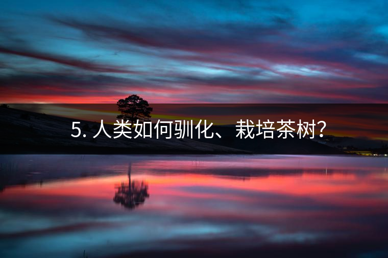 ??5. 人類如何馴化、栽培茶樹(shù)？